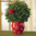 HOLLY 6" DECORATED W/ RED POT COVER