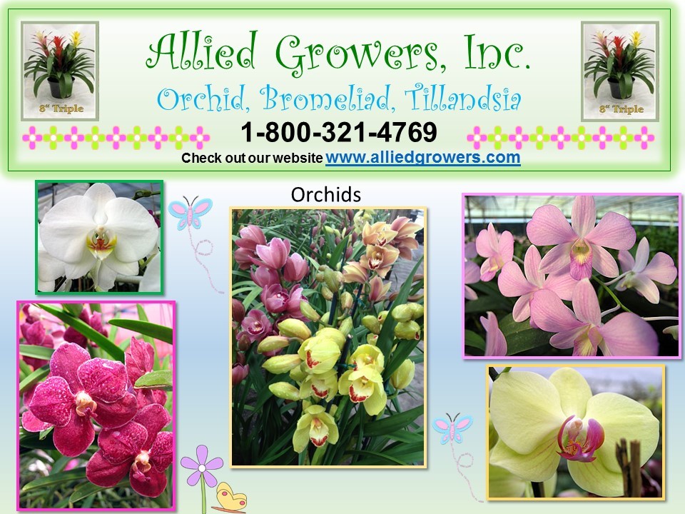 brom_orchid_flyer
