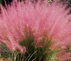 pink_muhly_grass