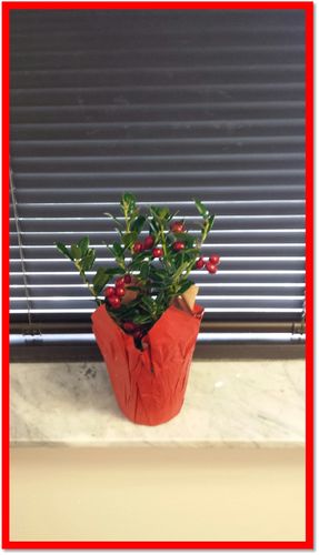 HOLLY 4" W/ RED POT COVER