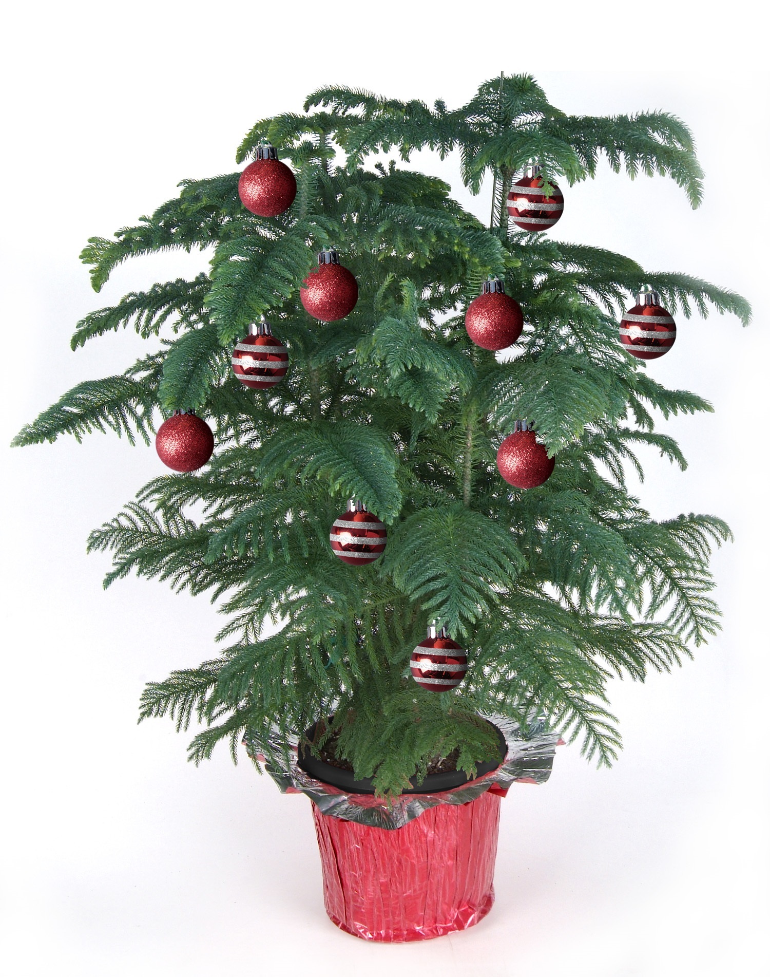 10-Pine_with_red_cover_and_decorations