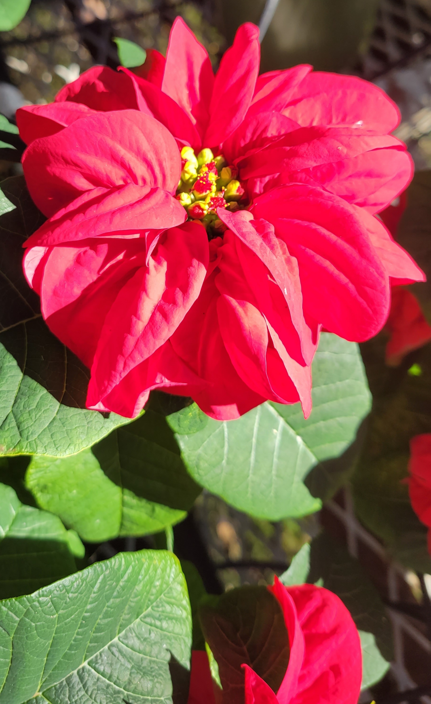 6.5_Pinched_WINTER_ROSE_POINSETTIA_2ppp_-_Mt