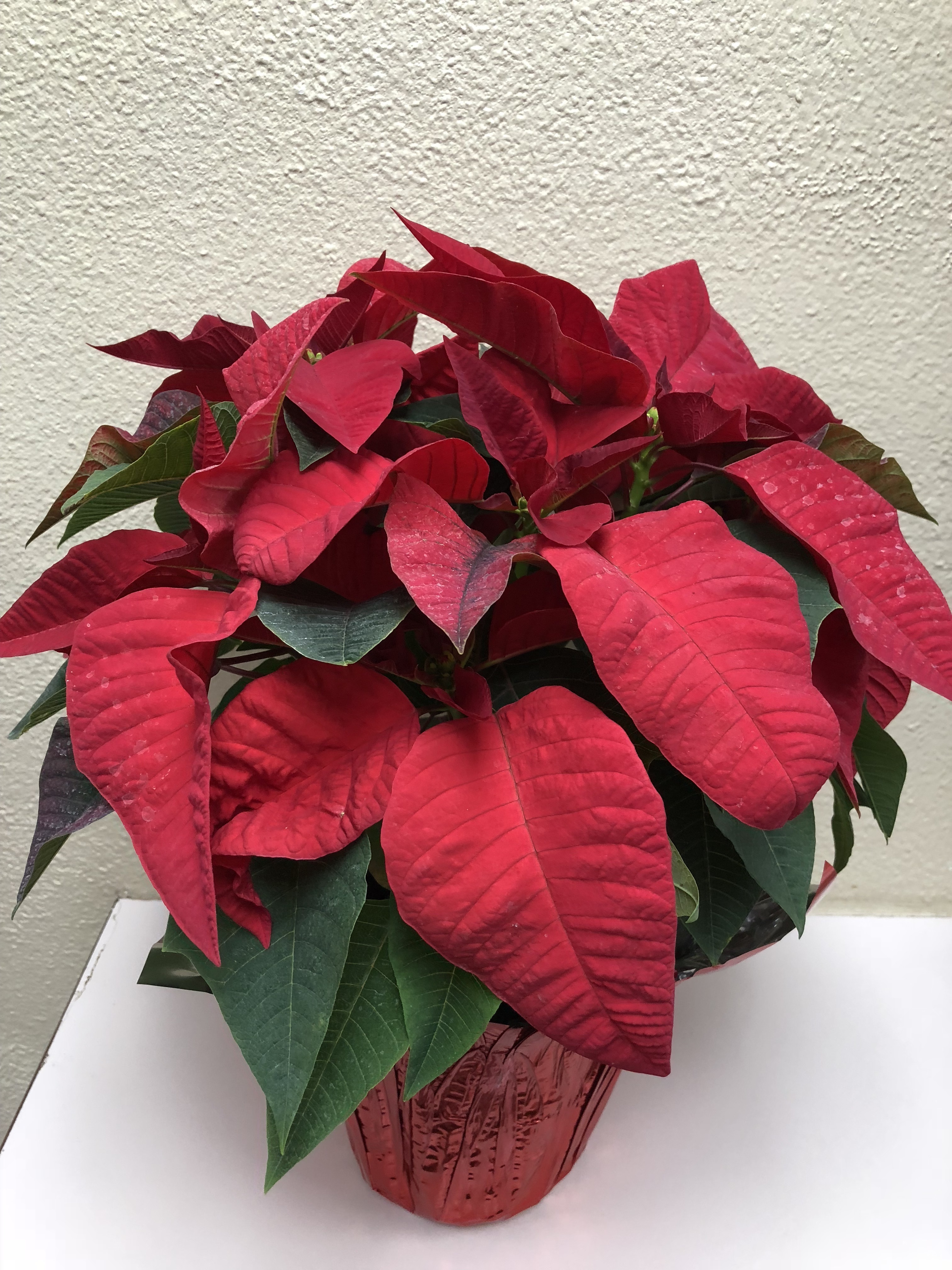Red_Poinsettia_1ppp_-_6_in_-_Dw