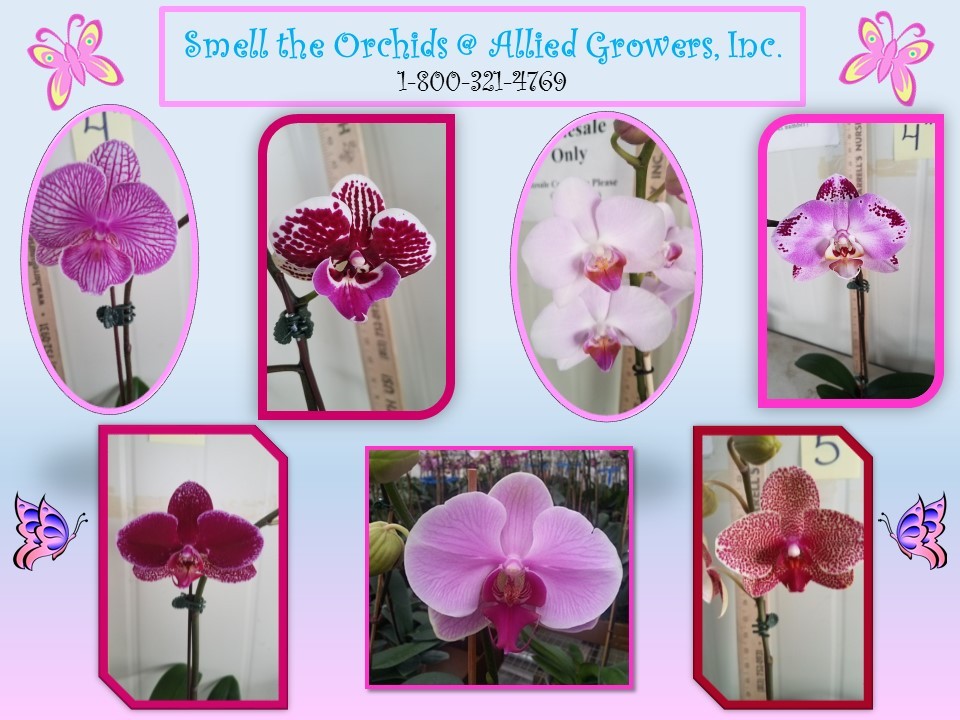 orchid_flyer_2