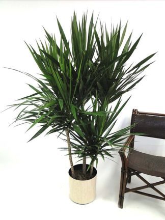 Allied Growers, Inc.
