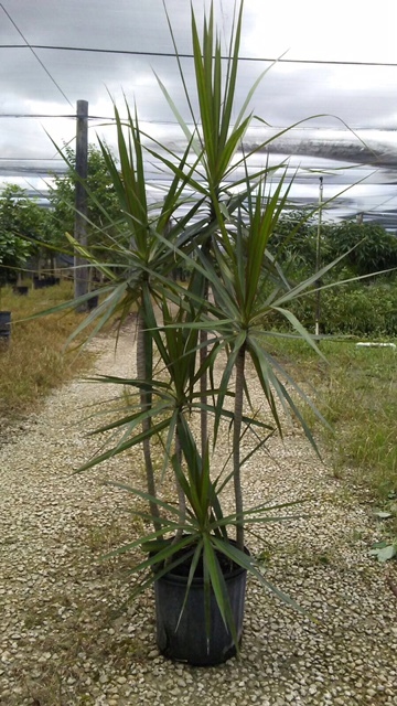 Allied Growers, Inc.
