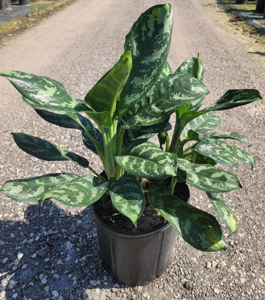 Allied Growers, Inc.
