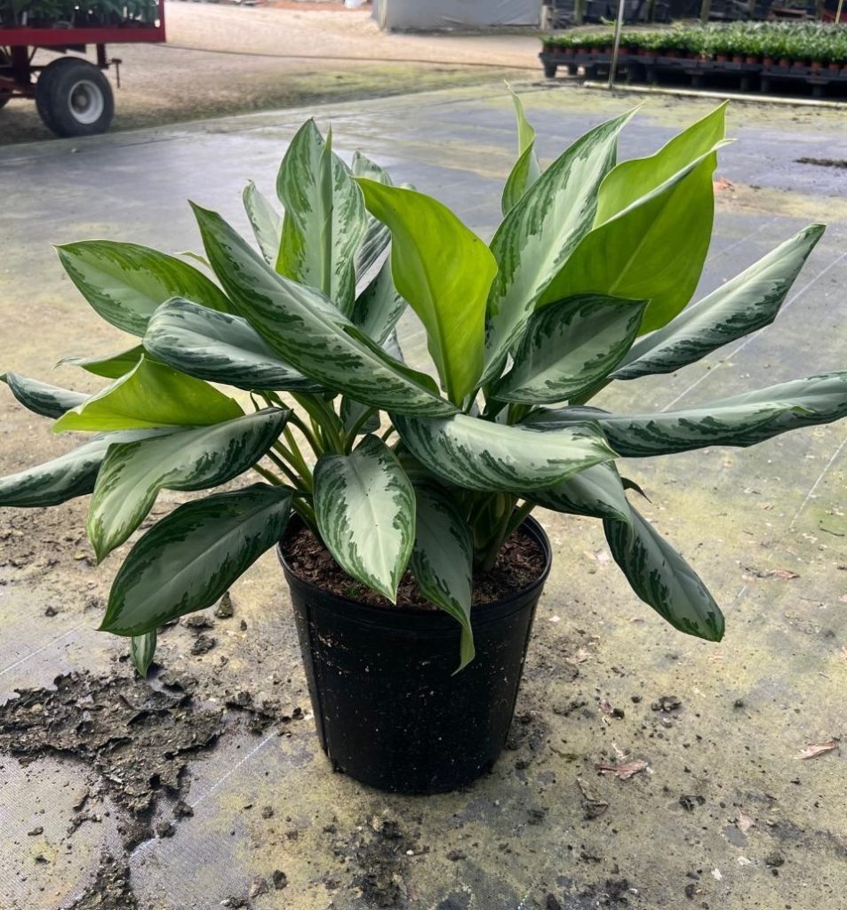 Allied Growers, Inc.
