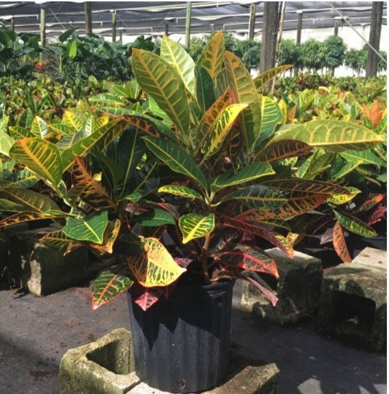 Allied Growers, Inc.
