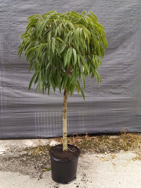 Allied Growers, Inc.
