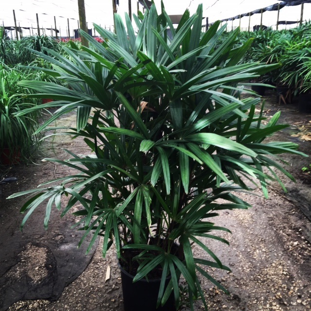 Allied Growers, Inc.
