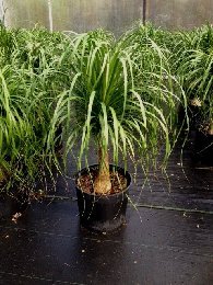 Allied Growers, Inc.
