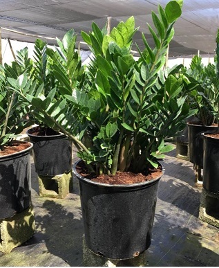 Allied Growers, Inc.
