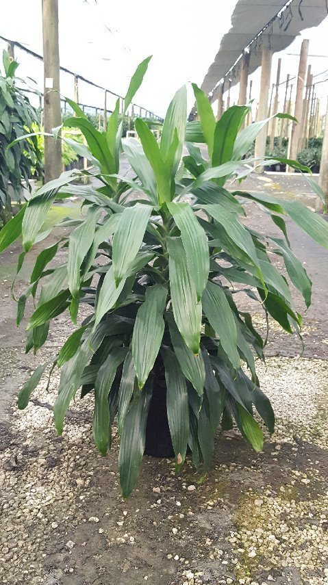Allied Growers, Inc.

