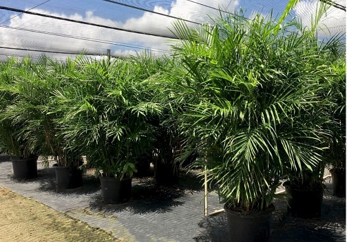 Allied Growers, Inc.
