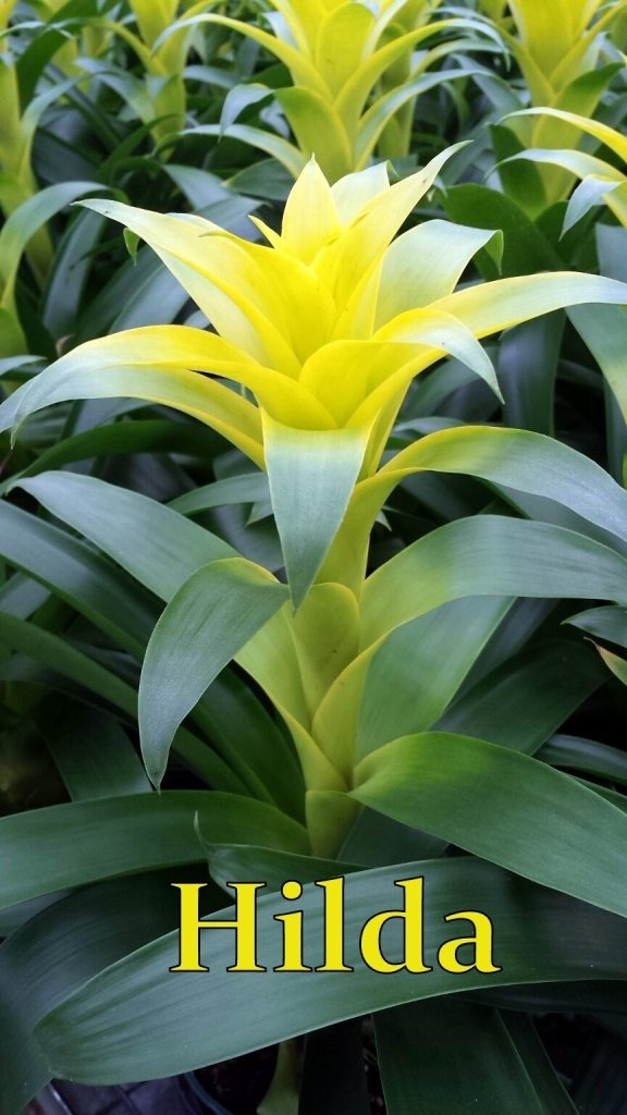 Allied Growers, Inc.

