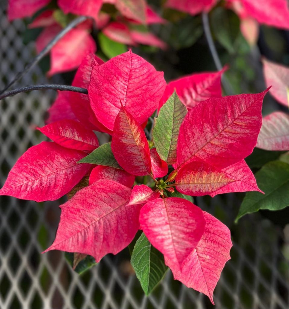 Allied Growers, Inc.
