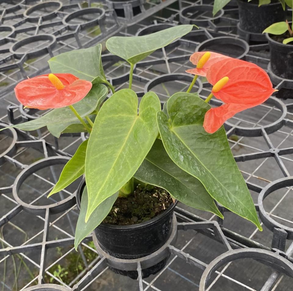 Allied Growers, Inc.

