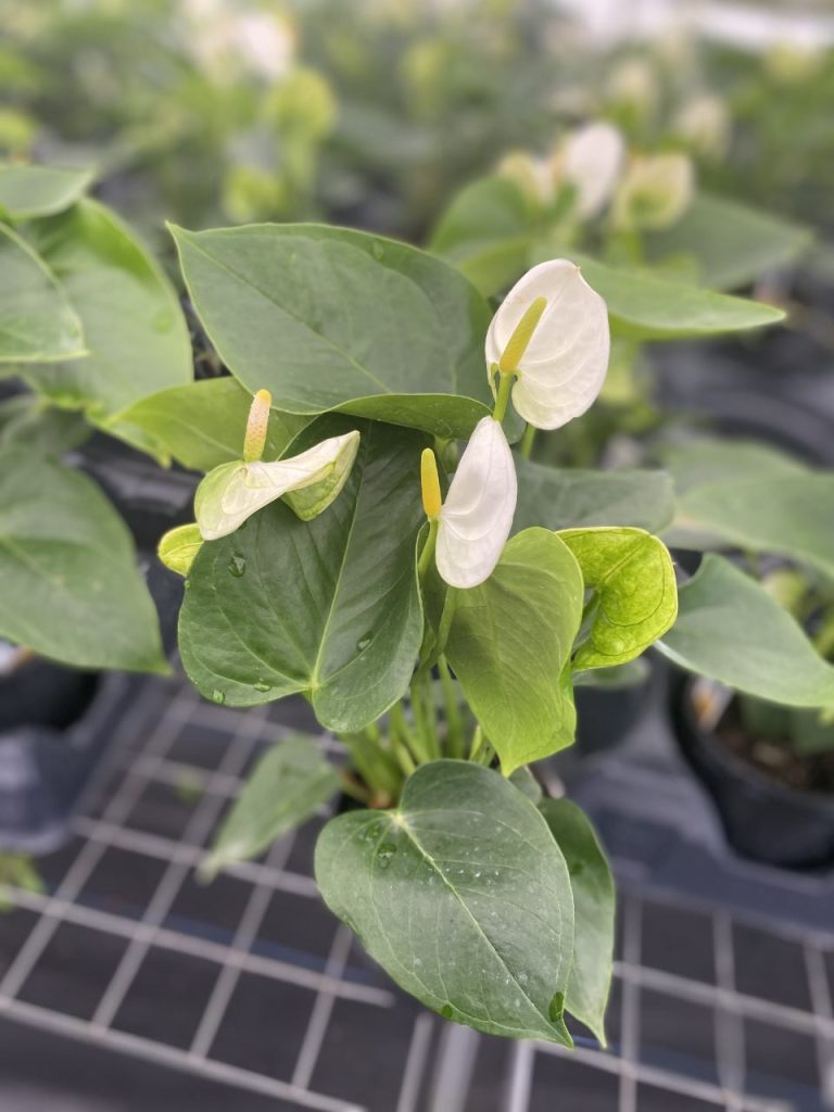 Allied Growers, Inc.
