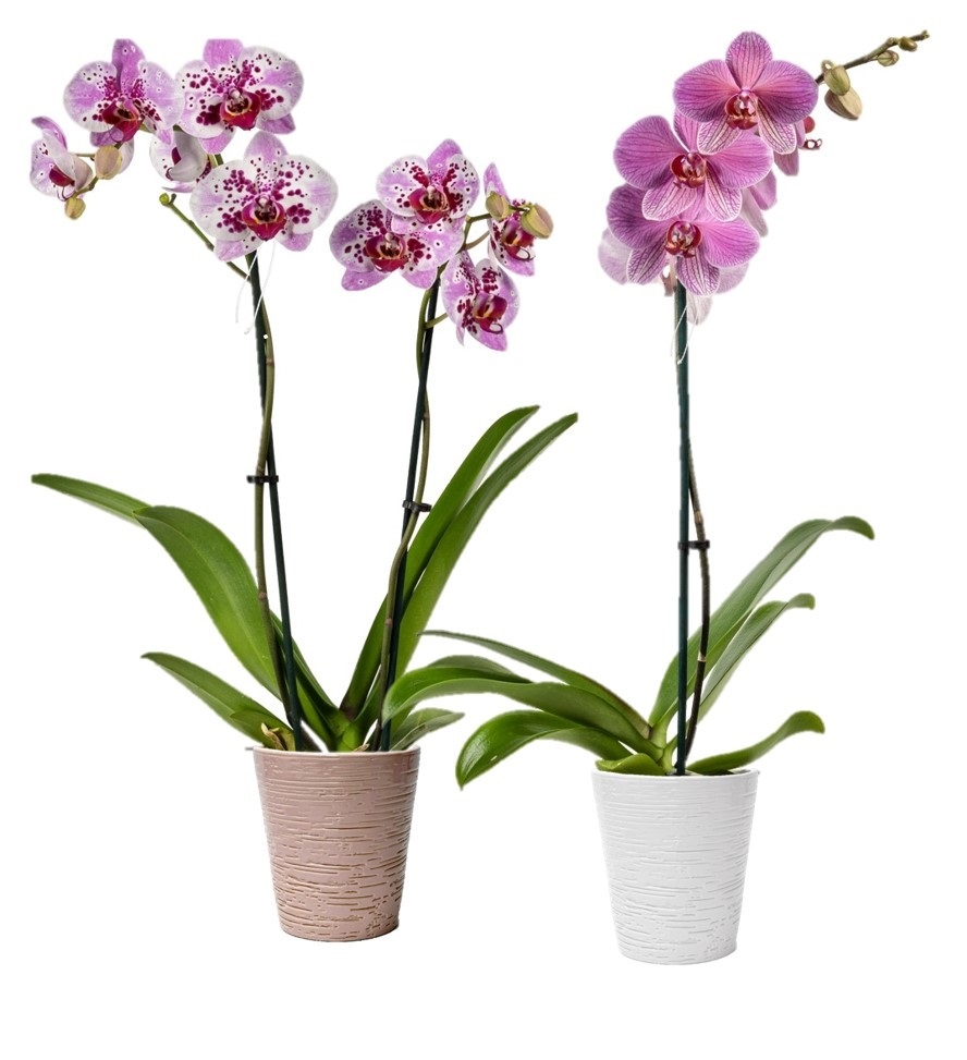 Allied Growers, Inc.
