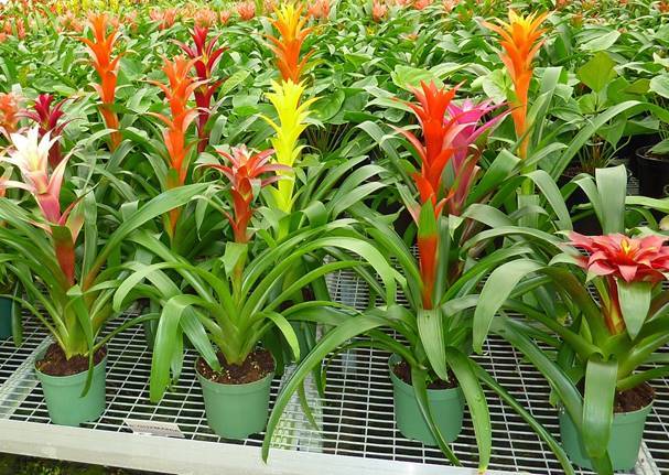 Allied Growers, Inc.
