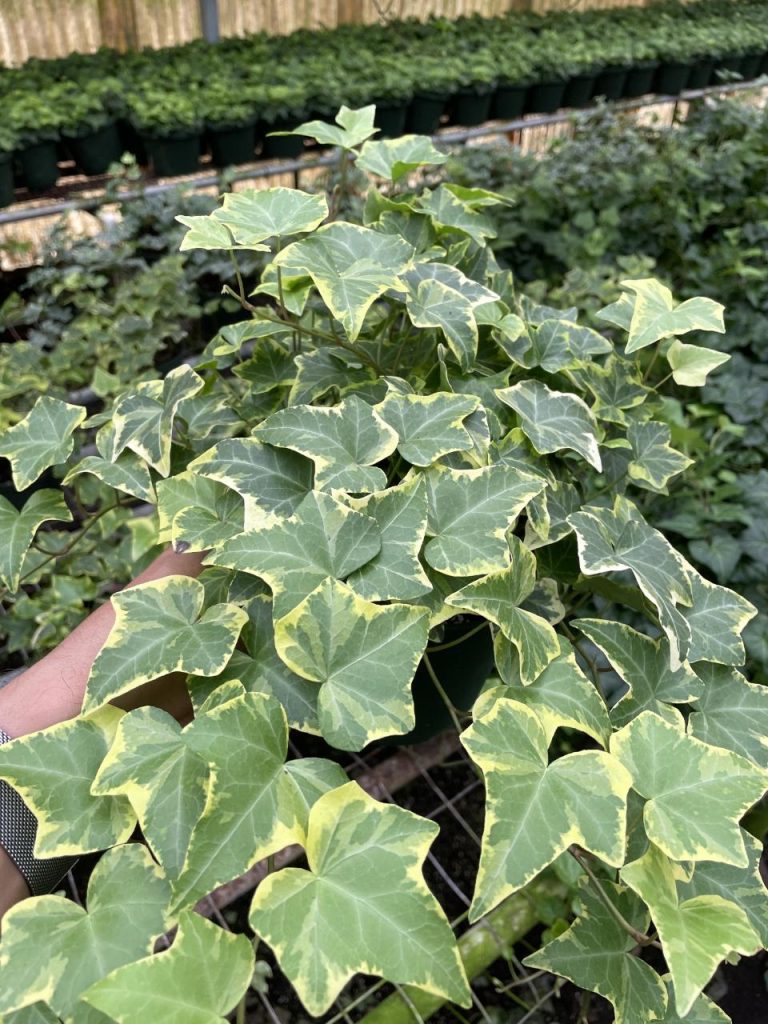 Allied Growers, Inc.
