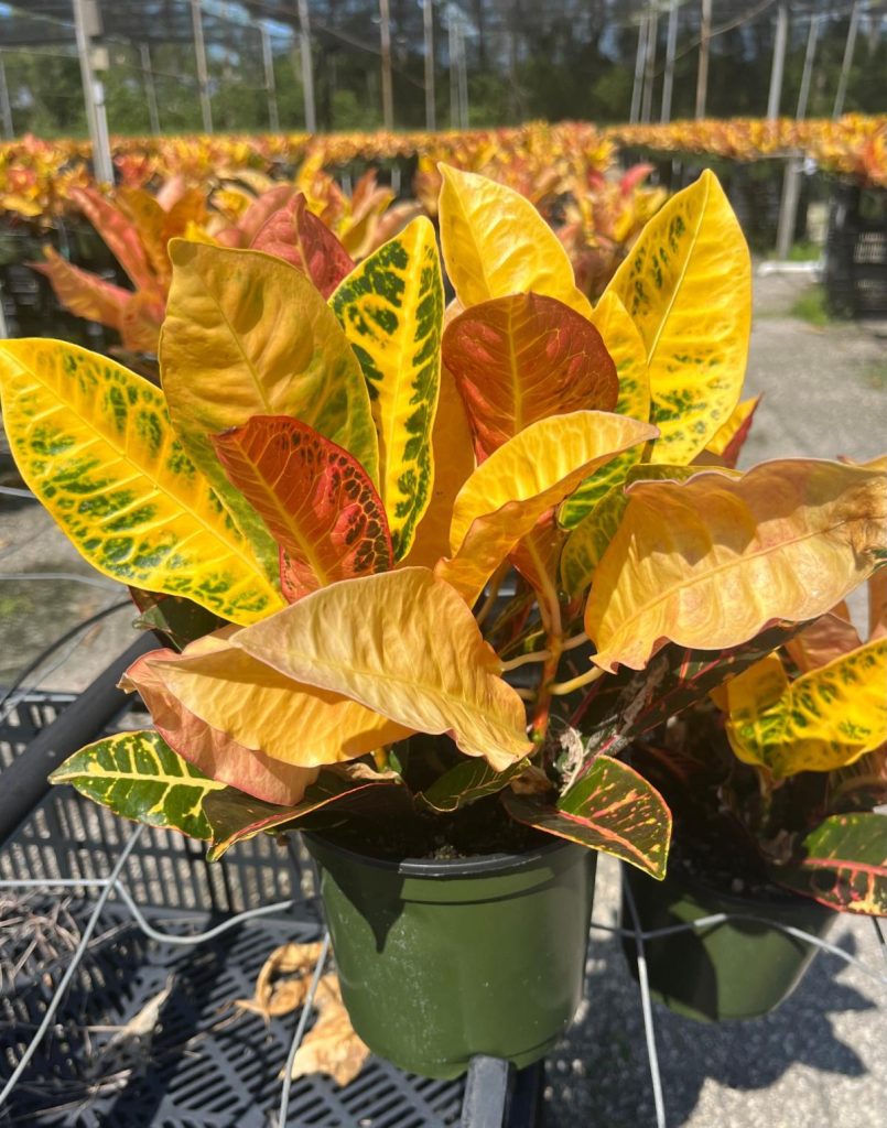 Allied Growers, Inc.
