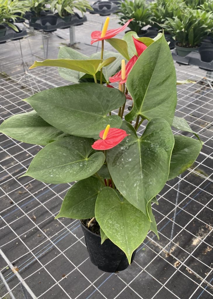 Allied Growers, Inc.
