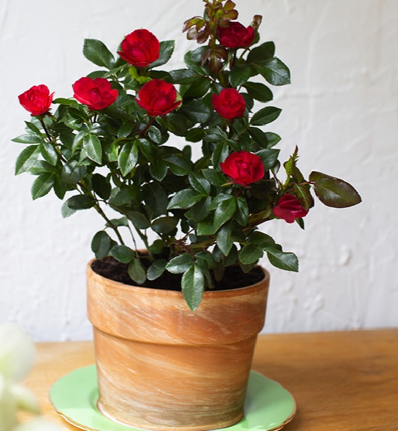 Allied Growers, Inc.
