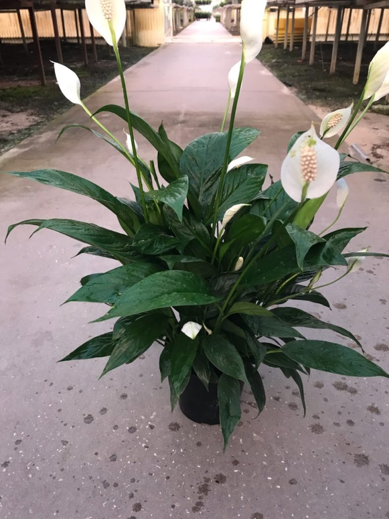 Allied Growers, Inc.
