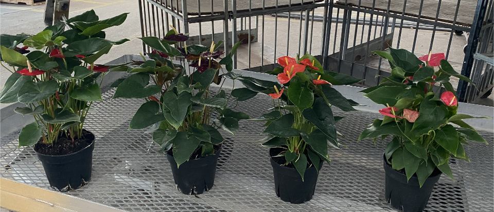 Allied Growers, Inc.
