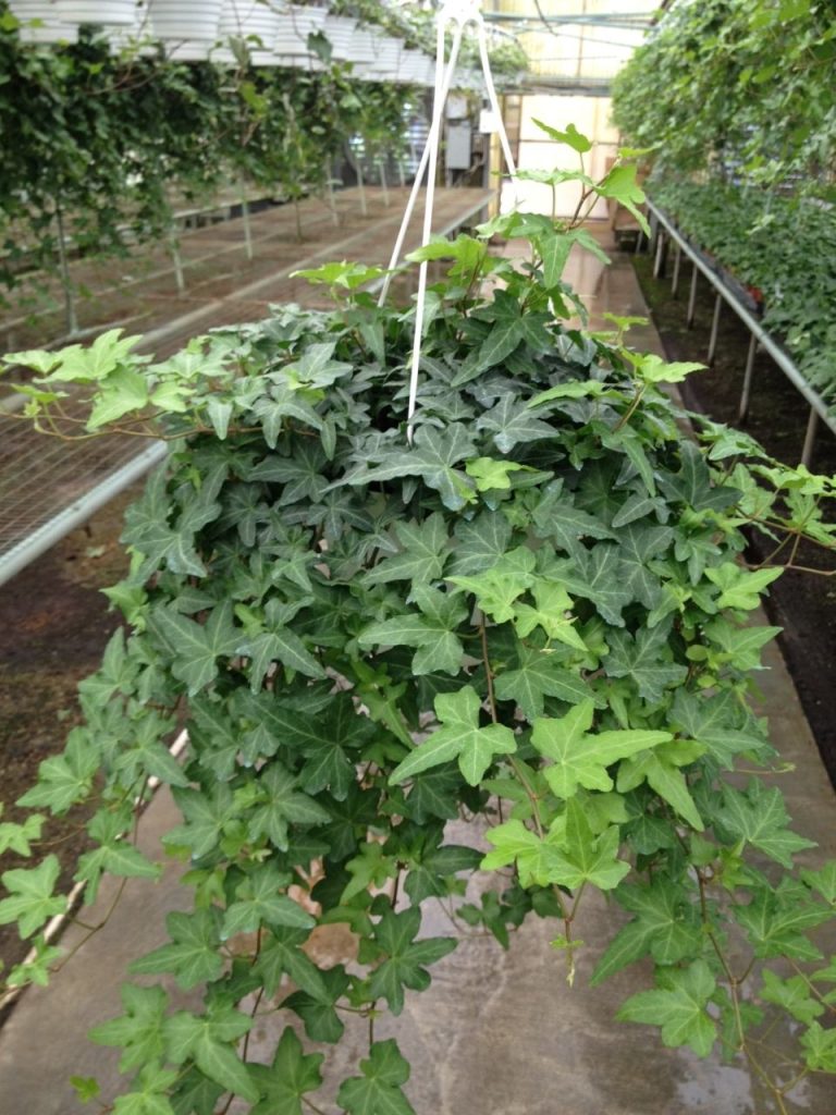 Allied Growers, Inc.
