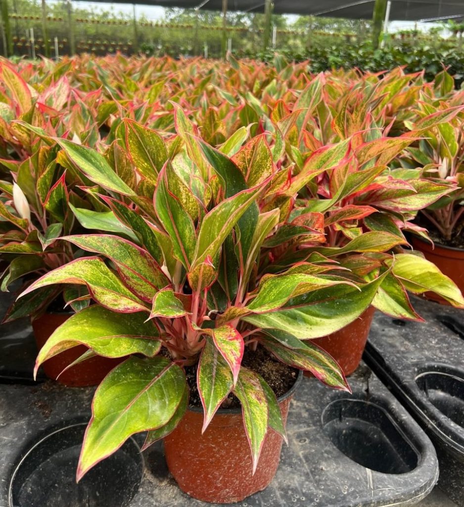 Allied Growers, Inc.
