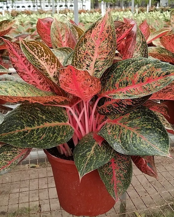 Allied Growers, Inc.
