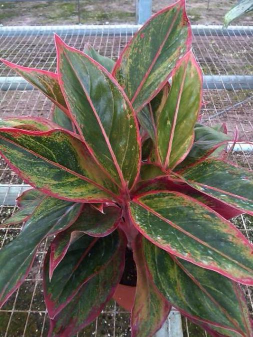Allied Growers, Inc.
