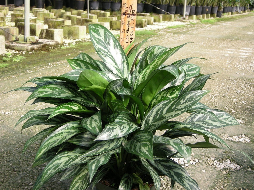 Allied Growers, Inc.
