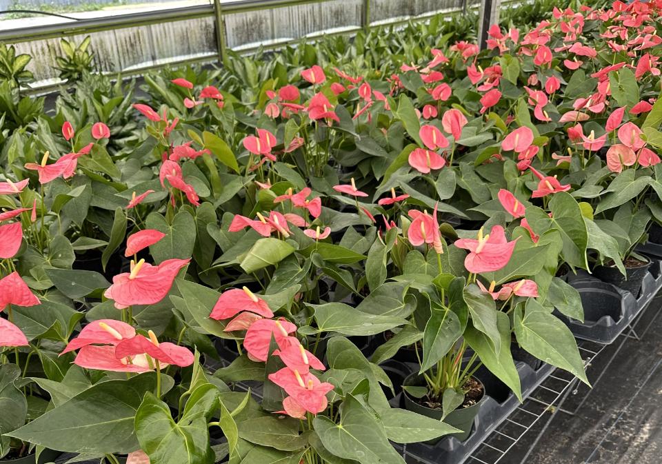 Allied Growers, Inc.
