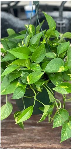 Allied Growers, Inc.
