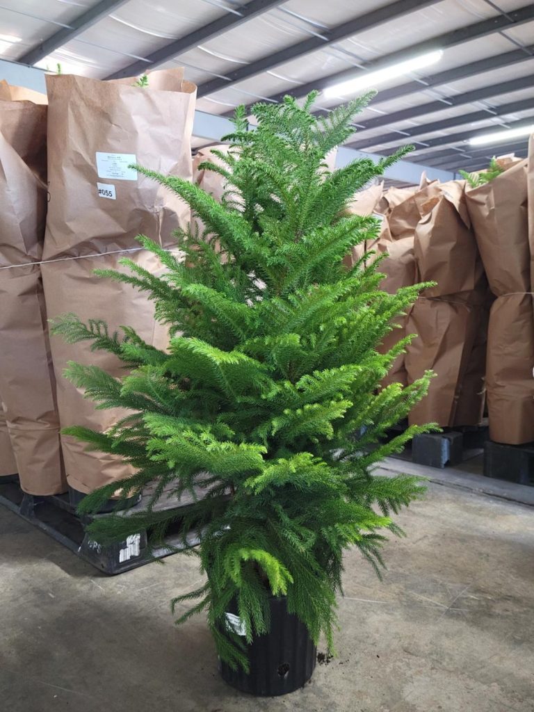 Allied Growers, Inc.
