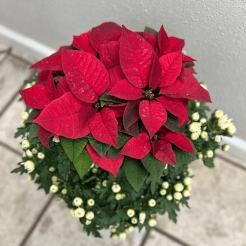 Allied Growers, Inc.
