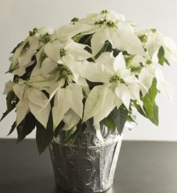 Allied Growers, Inc.
