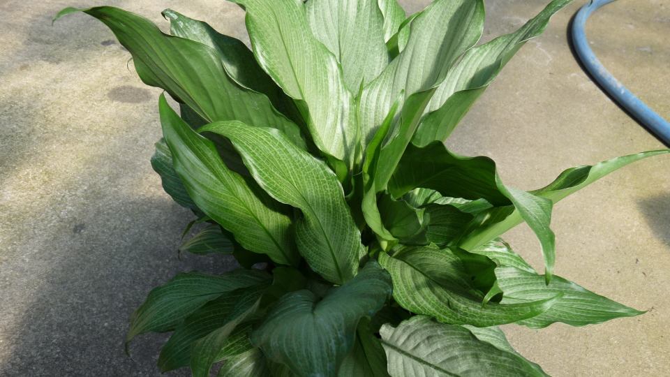 Allied Growers, Inc.
