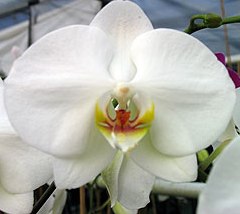 Allied Growers, Inc.
