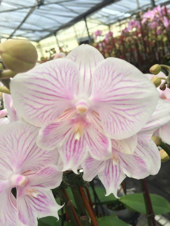 Allied Growers, Inc.
