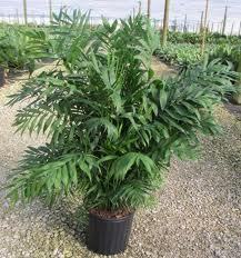 Allied Growers, Inc.
