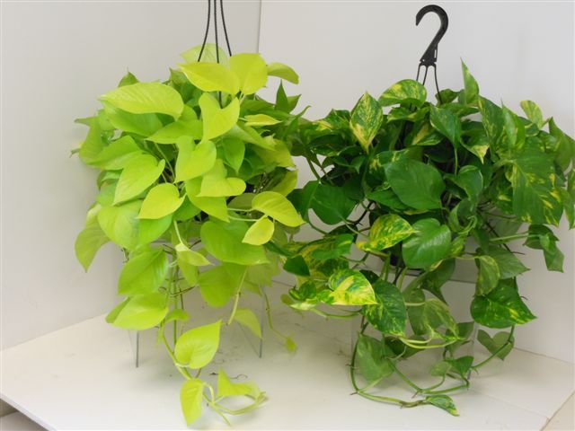 Allied Growers, Inc.
