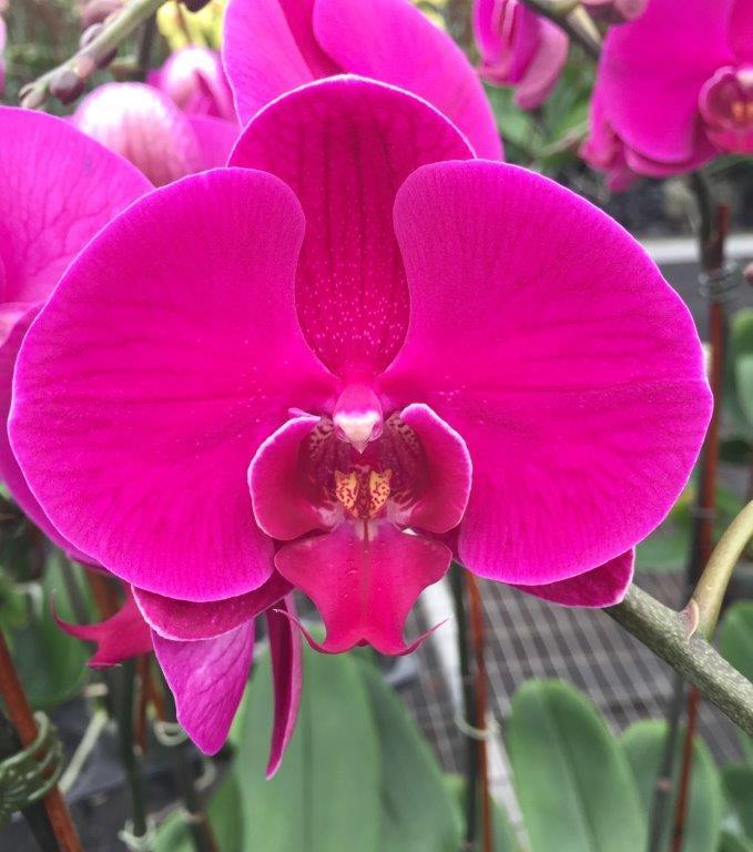 Allied Growers, Inc.
