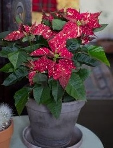 Allied Growers, Inc.

