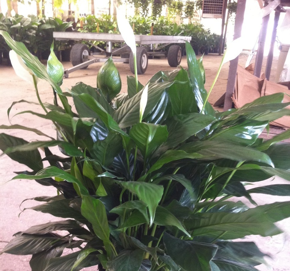 Allied Growers, Inc.
