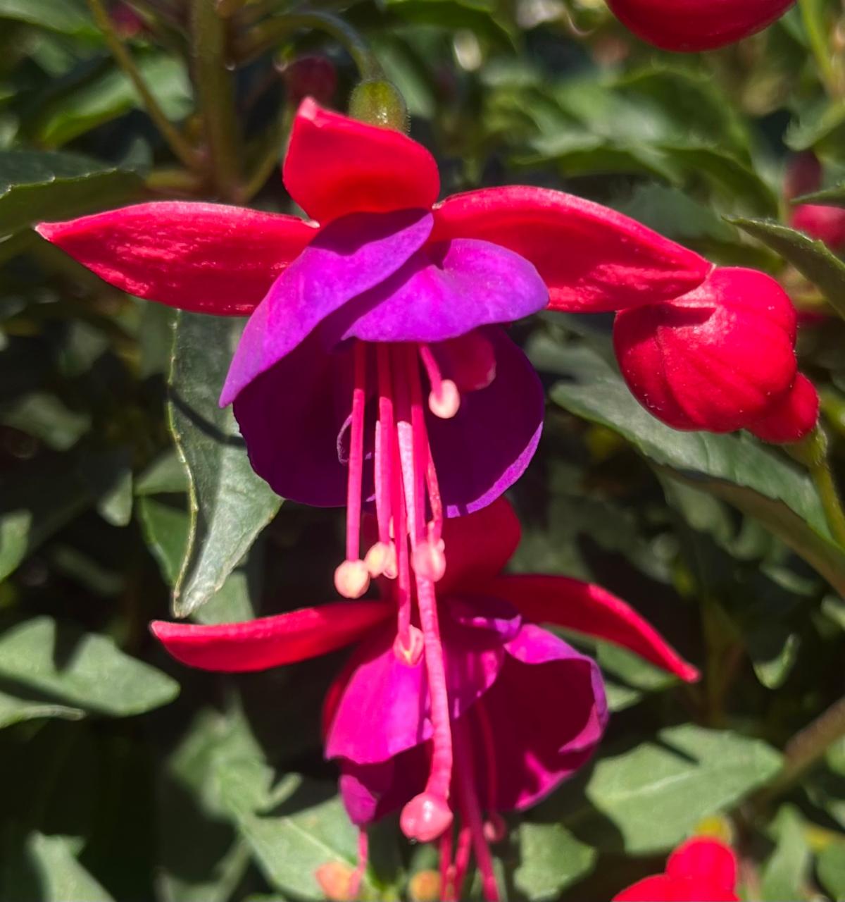 Plant Gallery - Tropical, Blooming, and Rare Plants | Allied Growers